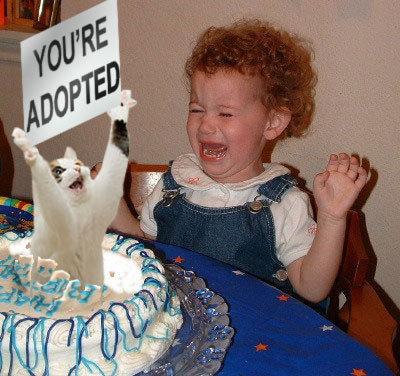 cat-cake.jpg